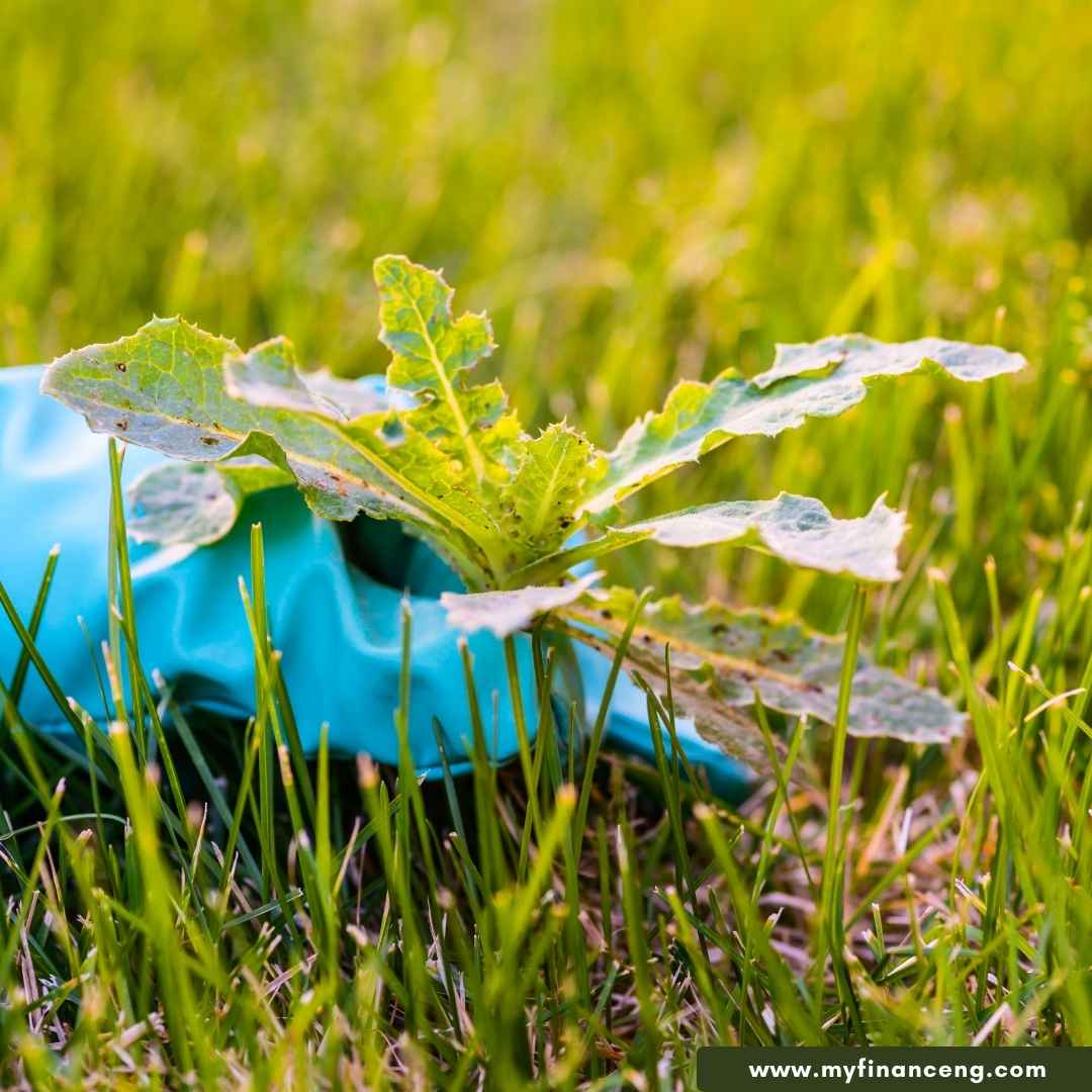 how much money can one plant of weed make